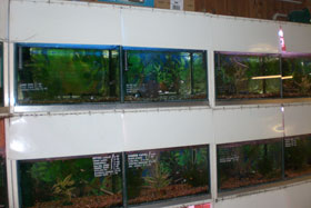 Tropical cold water fish S W London Tooting